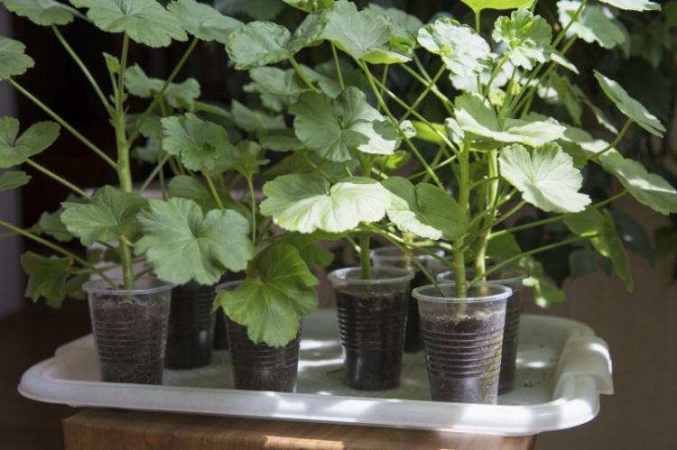 Пересадка и размножение - Пеларгония (герань)