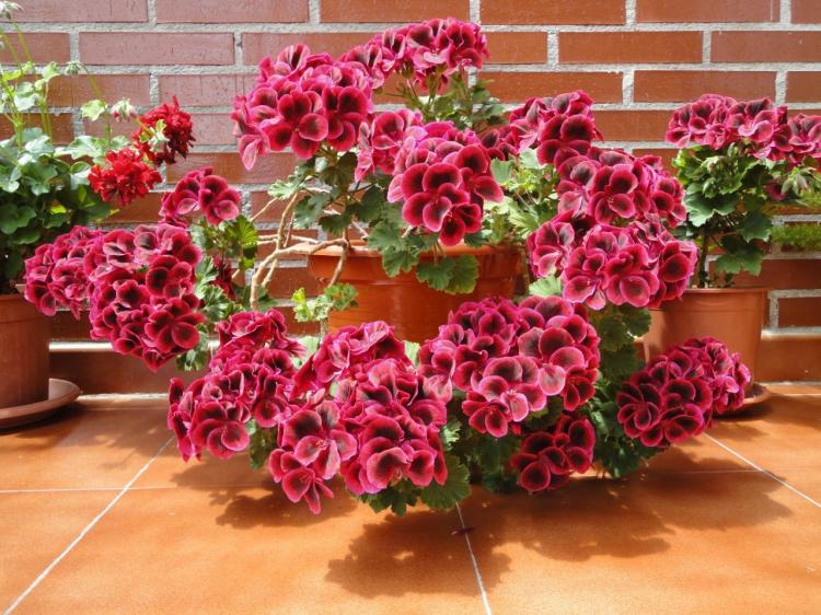 Пеларгония (герань) - фото