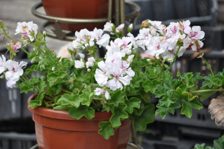 Пеларгония (герань) - фото