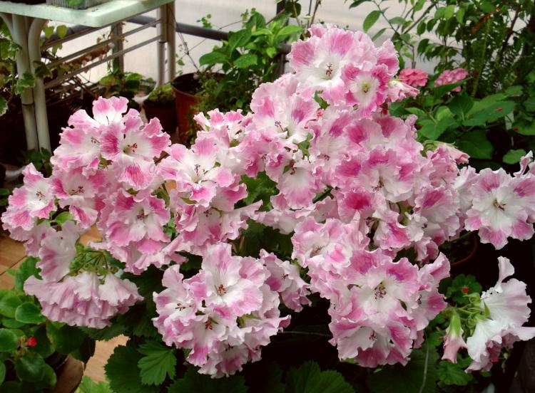 Пеларгония (герань) - фото