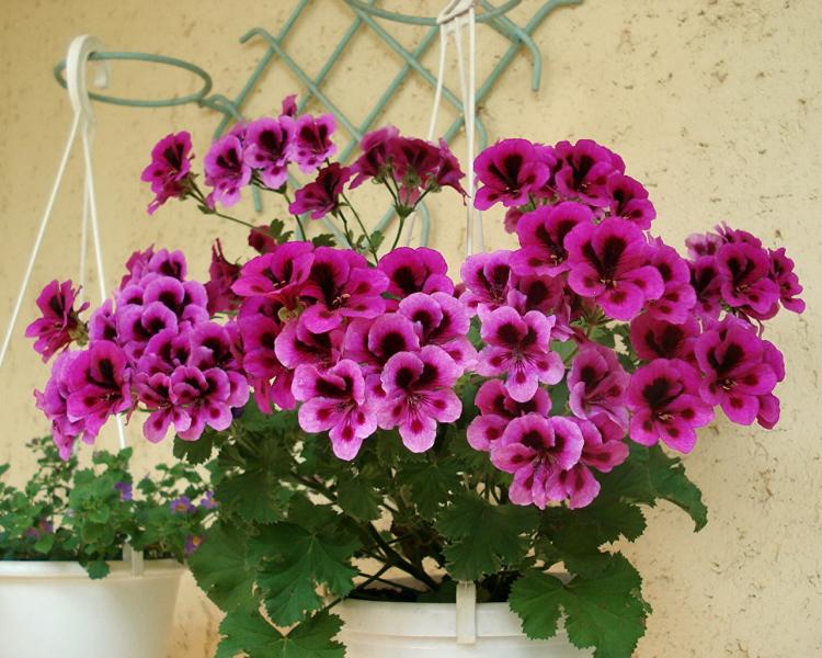 Пеларгония (герань) - фото