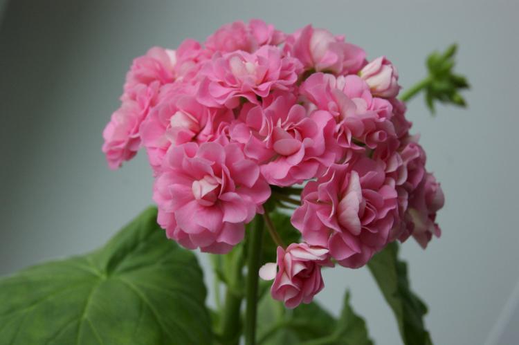 Пеларгония (герань) - фото