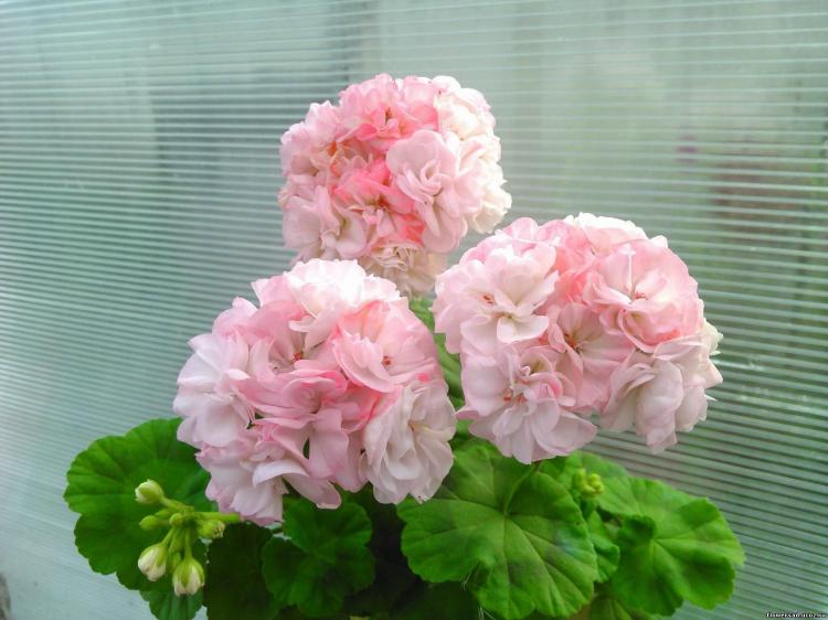 Пеларгония (герань) - фото