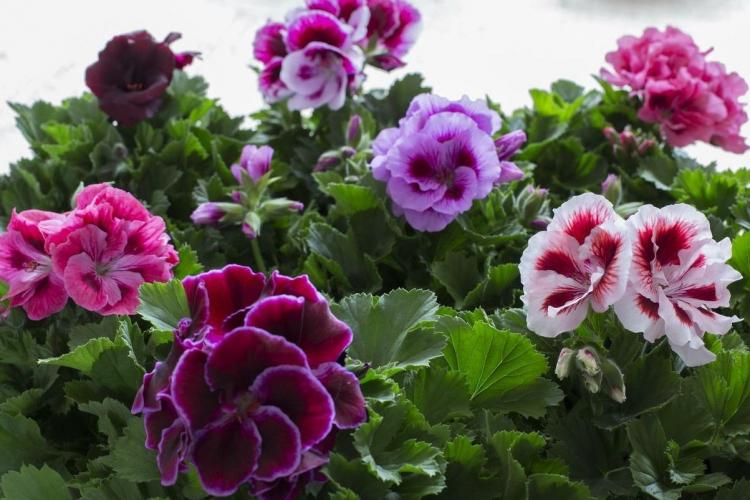 Пеларгония (герань) - фото