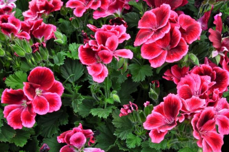 Пеларгония (герань) - фото