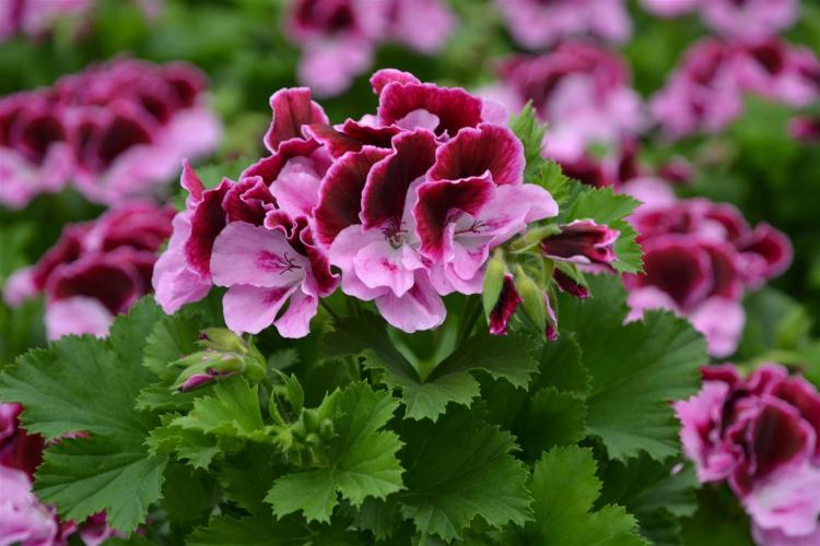 Пеларгония (герань) - фото