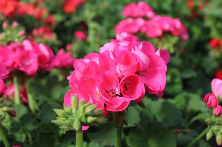 Пеларгония (герань) - фото