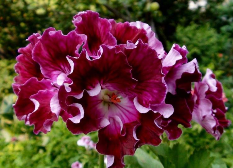 Пеларгония (герань) - фото