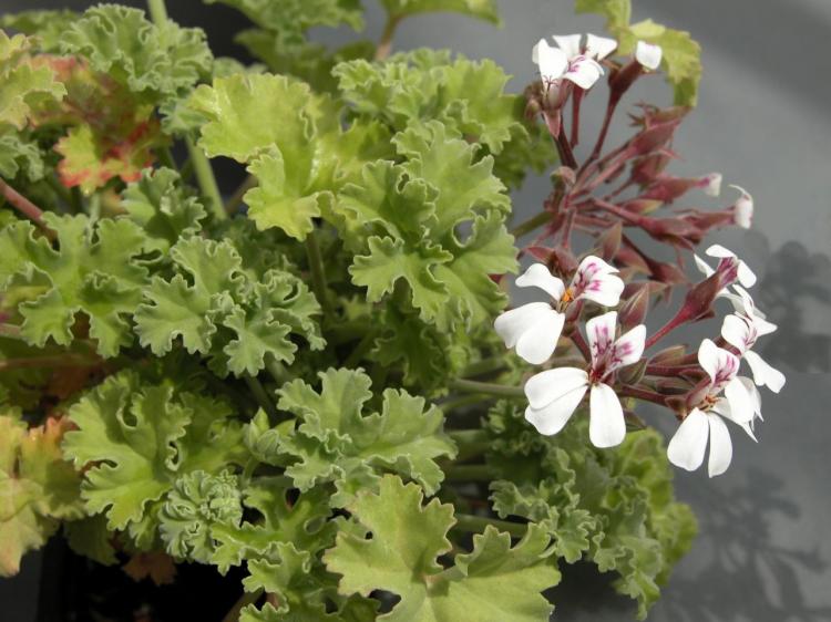 Пеларгония (герань) - фото