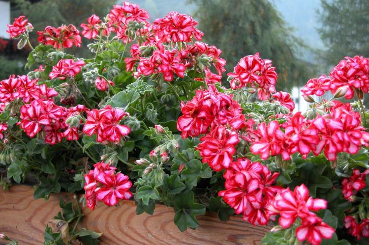 Пеларгония (герань) - фото