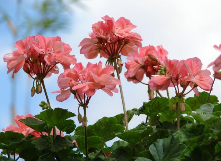 Пеларгония (герань) - фото