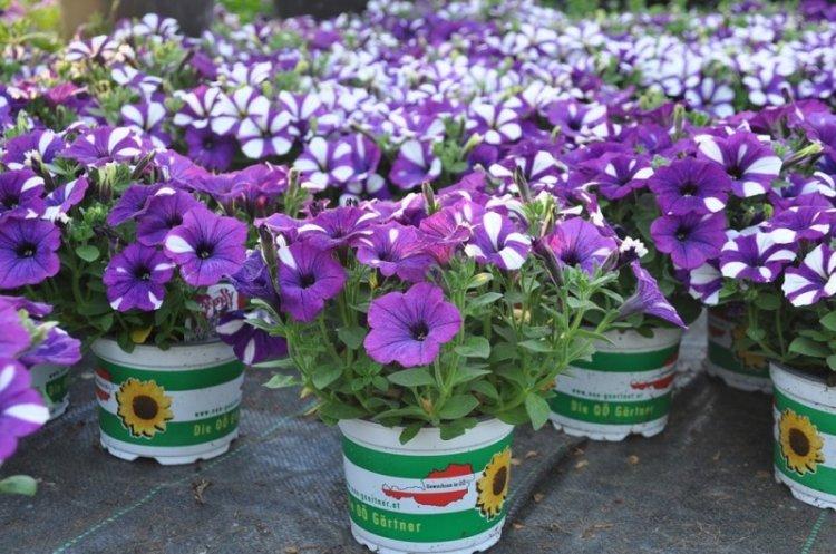 Общая информация - Петуния