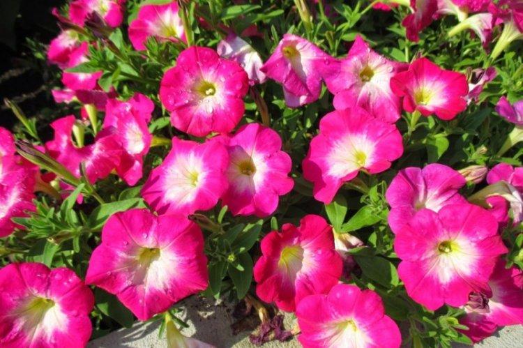 Петуния Фэнтези - Виды петунии