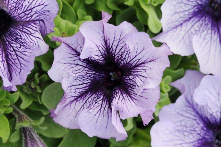 Петуния Плам Кристалл - Виды петунии