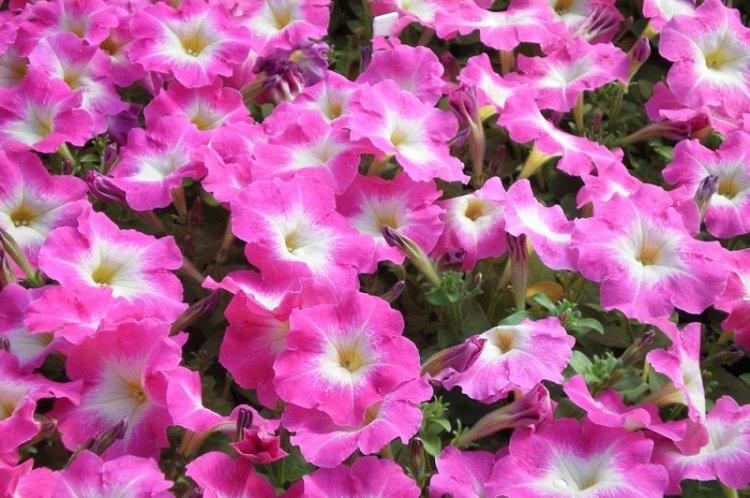Петуния Соня - Виды петунии
