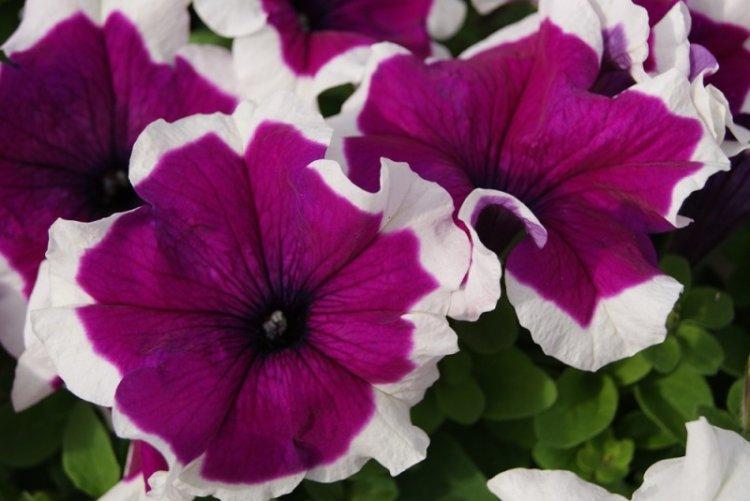 Петуния Пикоти - Виды петунии
