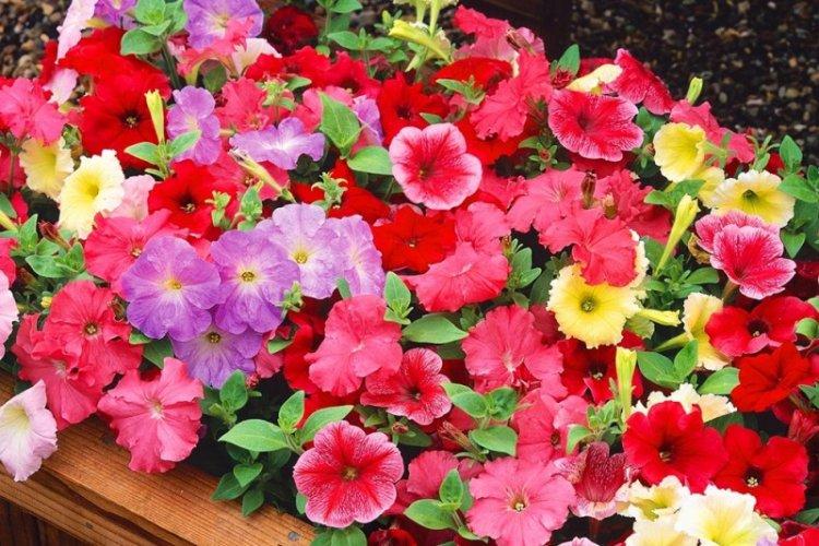 Петуния Селебрити - Виды петунии