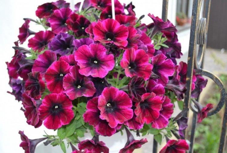 Петуния Сурфиния - Виды петунии