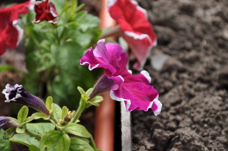 Температура - Уход за петунией