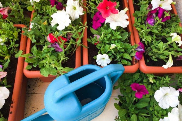 Полив - Уход за петунией