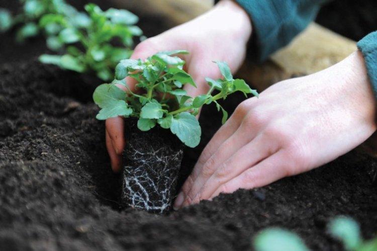 Почва - Уход за петунией
