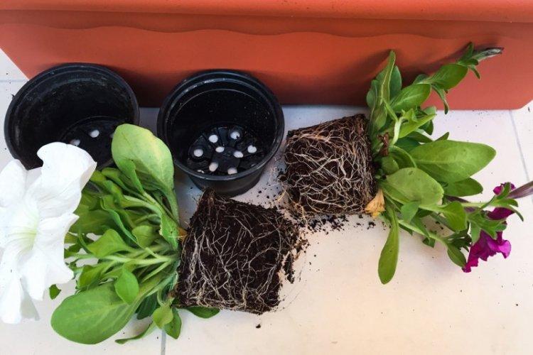 Зимовка - Уход за петунией