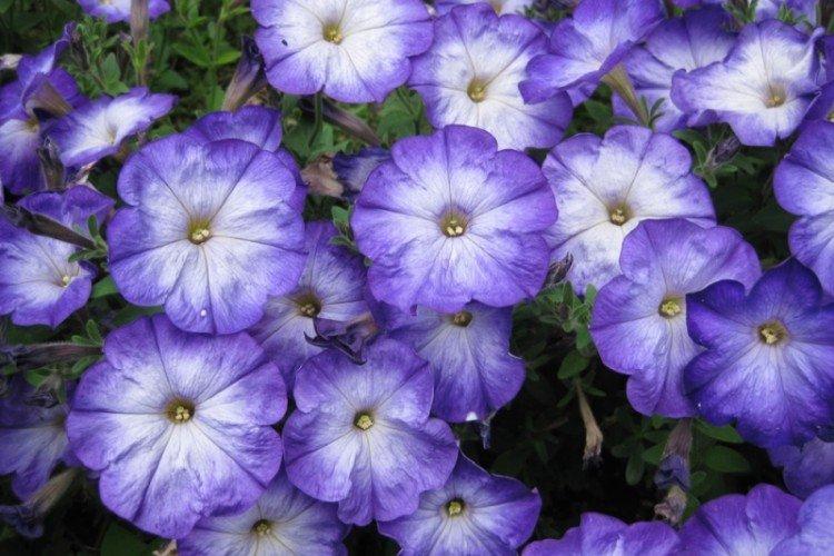 Петуния - фото