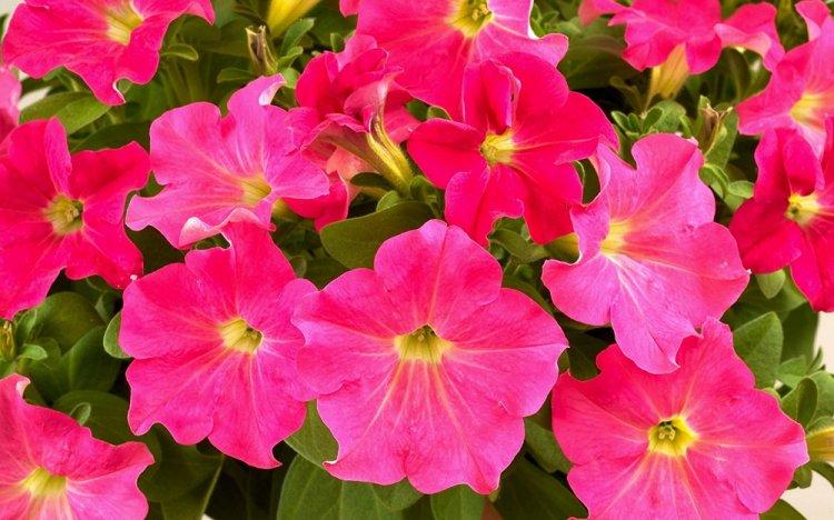 Петуния - фото