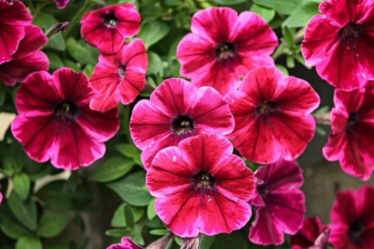 Петуния - фото