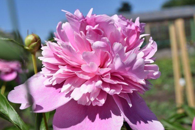 Общая информация - Пионы