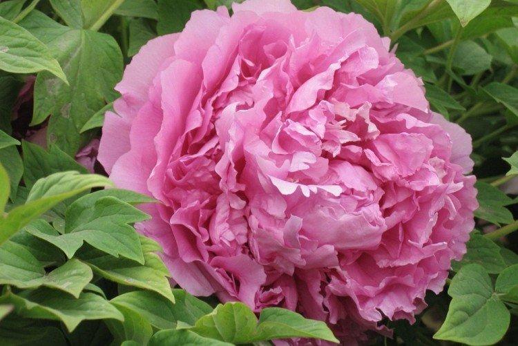 Махровые пионы - Виды пионов