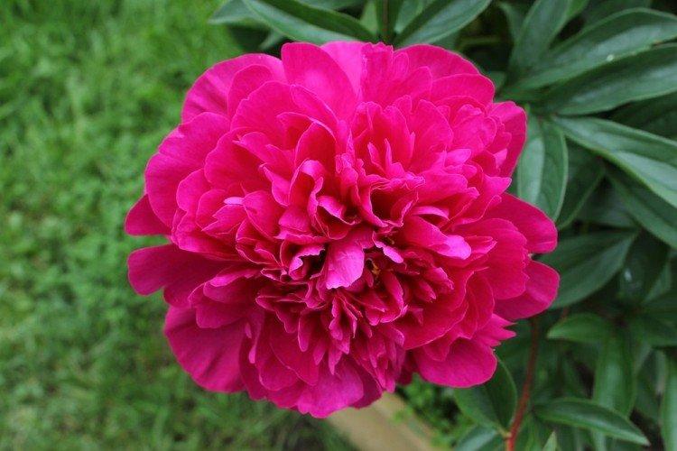 Розовидные пионы - Виды пионов