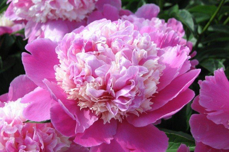 Анемоновидные пионы - Виды пионов