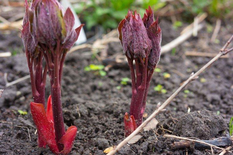 Температура - Уход за пионами