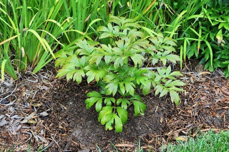 Освещение - Уход за пионами