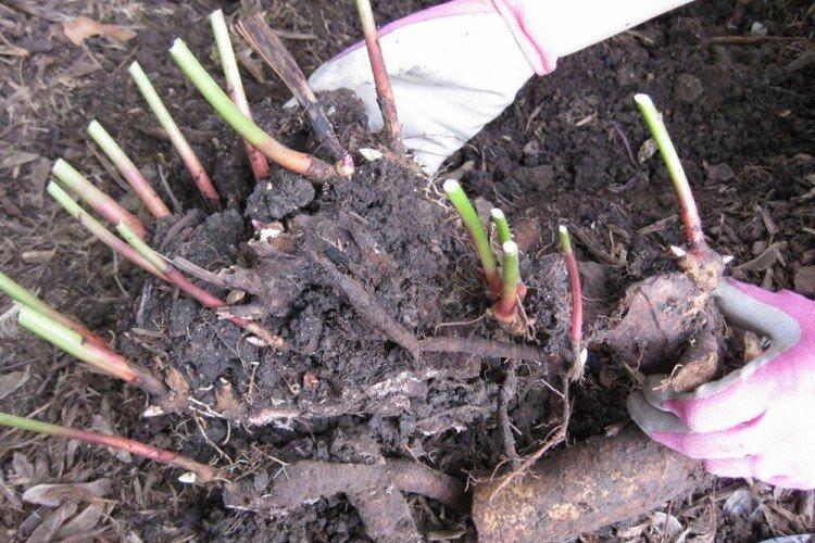 Пересадка и размножение - Уход за пионами