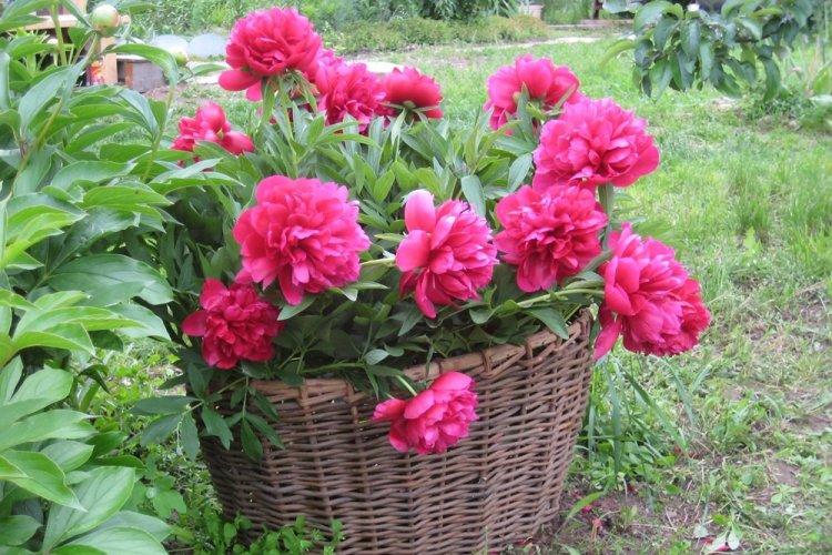 Пионы - фото