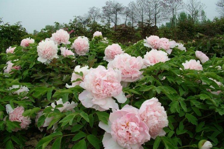 Пионы - фото