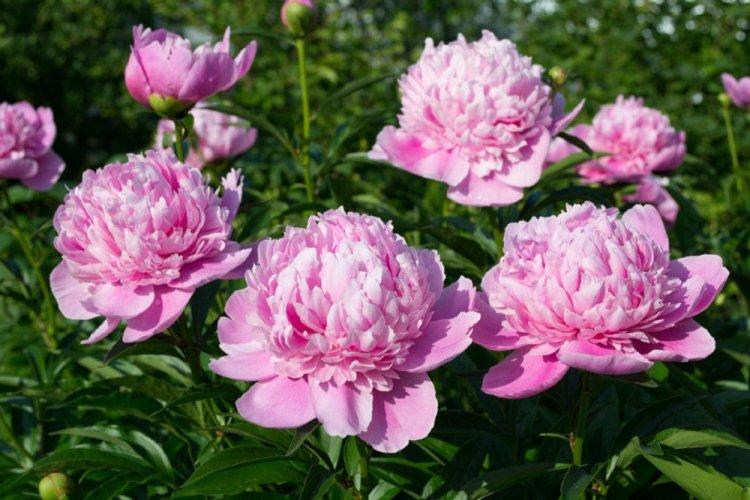 Пионы - фото