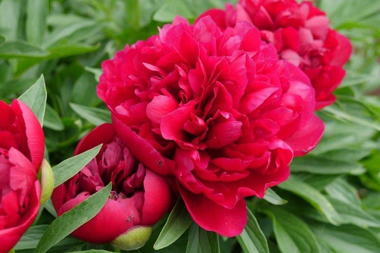 Пионы - фото