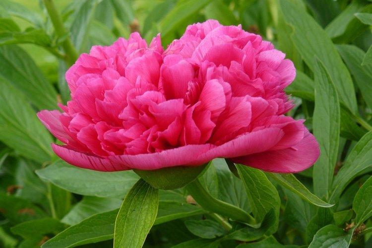 Пионы - фото