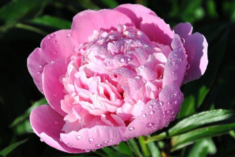 Пионы - фото