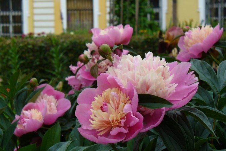 Пионы - фото