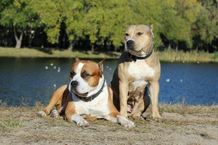 Прогулки - Уход за питбулем