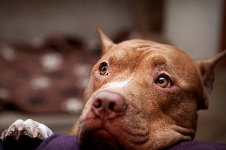 Питбуль (американский питбультерьер) - фото
