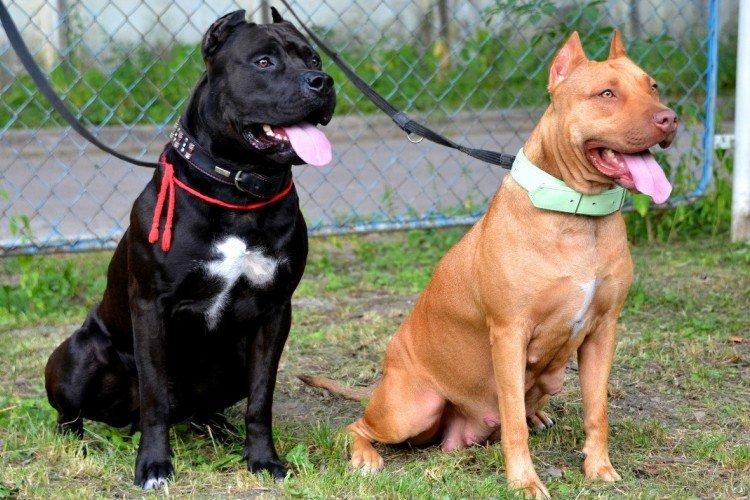 Питбуль (американский питбультерьер) - фото