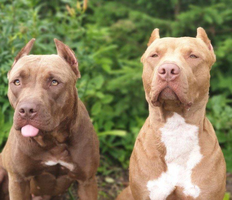 Питбуль (американский питбультерьер) - фото