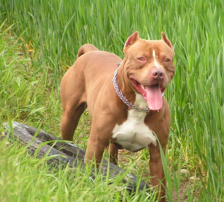 Питбуль (американский питбультерьер) - фото