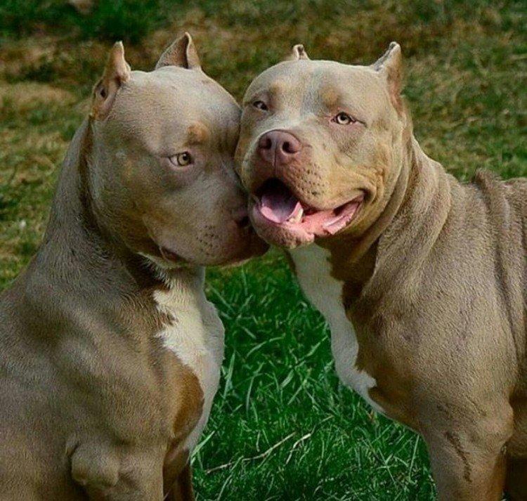 Питбуль (американский питбультерьер) - фото