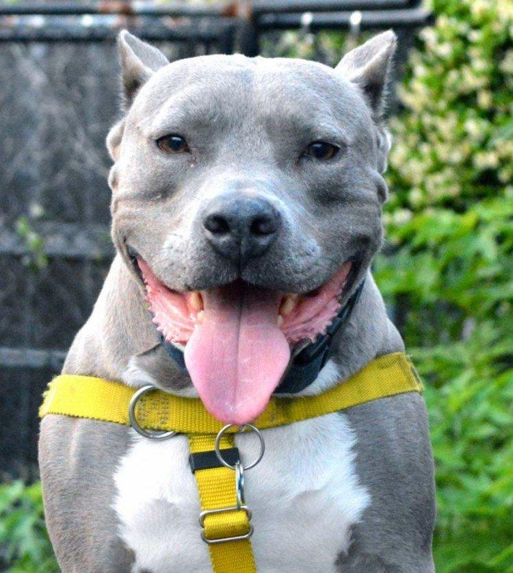 Питбуль (американский питбультерьер) - фото